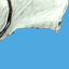 <i>Equipped (slot 1)</i><br> <b>Altair</b><br><small>Peace be upon you.</small><br><small>1,800 GMC</small><br>